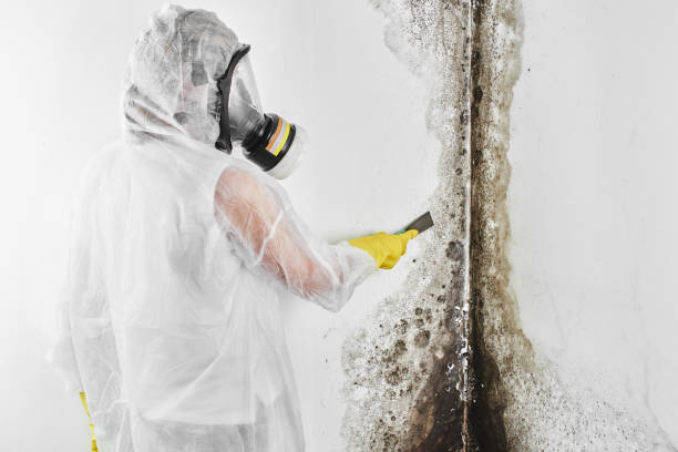 Best Black Mold Removal  in Hanamaulu, HI