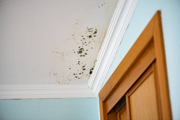 Best Mold Removal Near Me  in Hanamaulu, HI