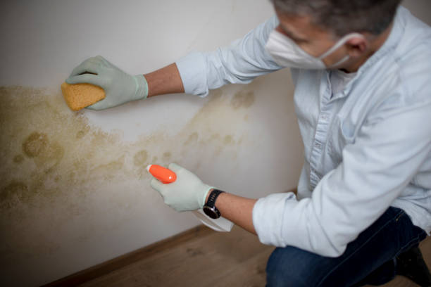 Best Mold Cleaning Services  in Hanamaulu, HI