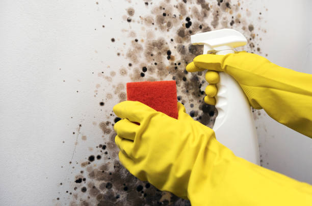 Certified Mold Removal in Hanamaulu, HI