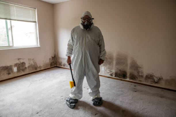 Trusted Hanamaulu, HI Mold Removal Experts