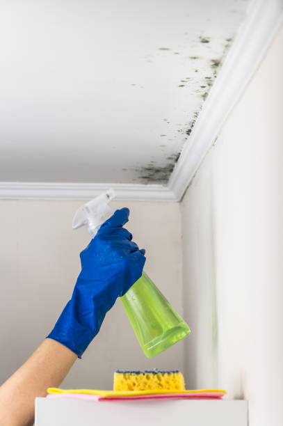 Best Office Mold Removal Services  in Hanamaulu, HI